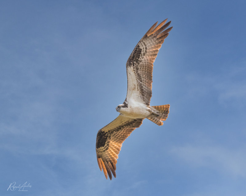 Osprey