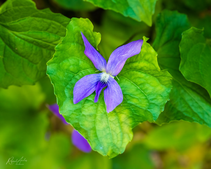 Purple flower