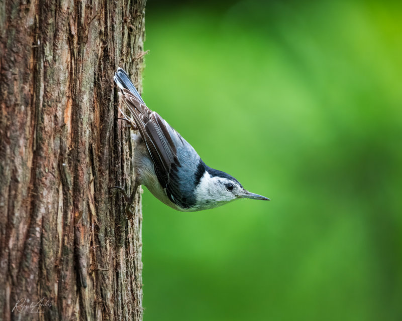 White-bellied nuthatch
