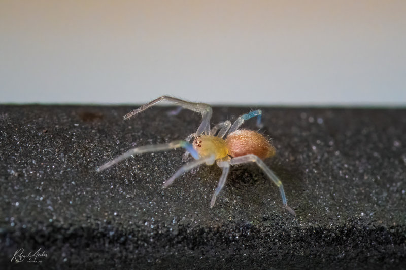 Colorful crawler with transparent legs