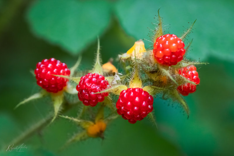 Wild raspberries