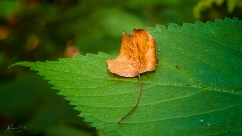 Leaf on leaf