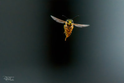 Smiley wasp?