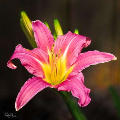 Pink Damask Daylily