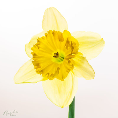 Daffodil two