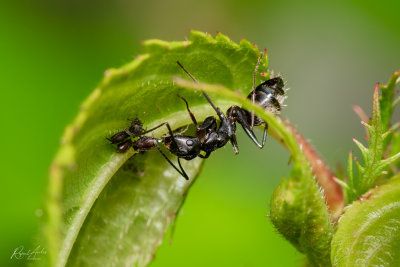 Ant milking an aphid