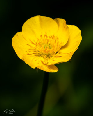 Buttercup