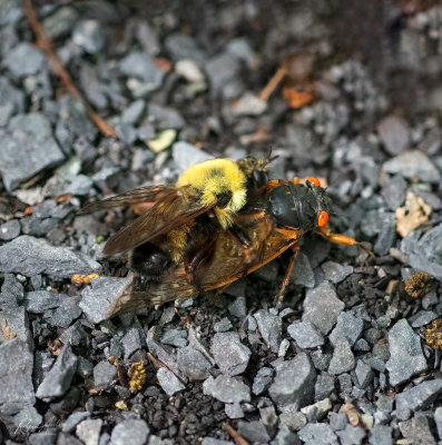 Insect drama: bee attacking a cicada