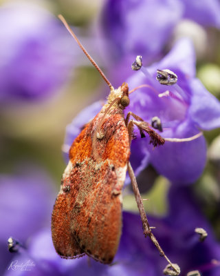 The anther on that stamen looks menacing, but it did not deter the moth from feeding...
