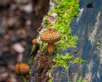 g12/45/52545/3/172029756.JEXhqUib.jpg