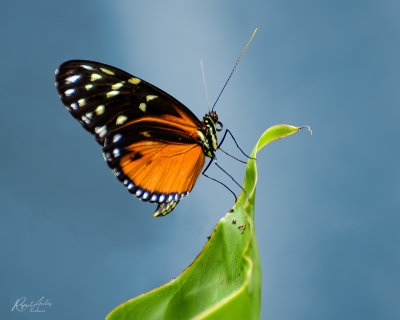 Costa Rican butterfly