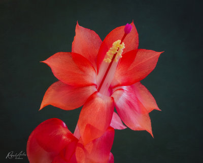 The other side of the Thanksgiving cactus flower