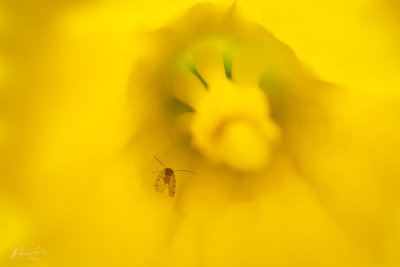 Tiny bug in daffodil