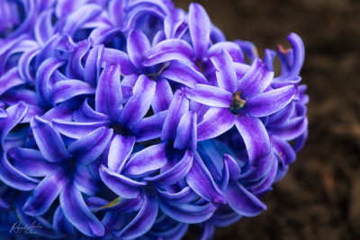 Hyacinth in full color