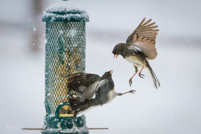 Dark-eyed Junco and House Finch fighting it out