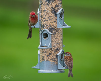 House finches
