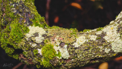 Moss and mold on a rhododendron branch