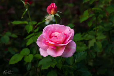 Flora