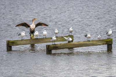 Cormorant and Gulls
