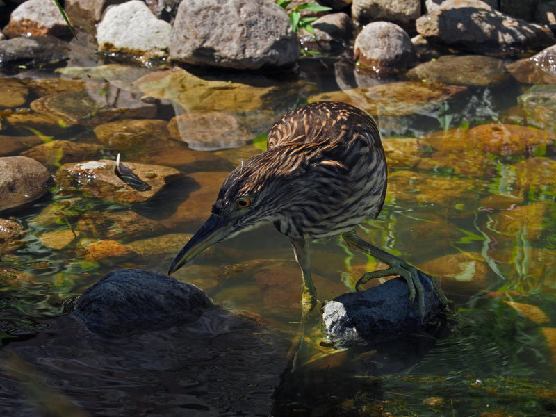 Black crowned night heron / BIHOREAU GRIS