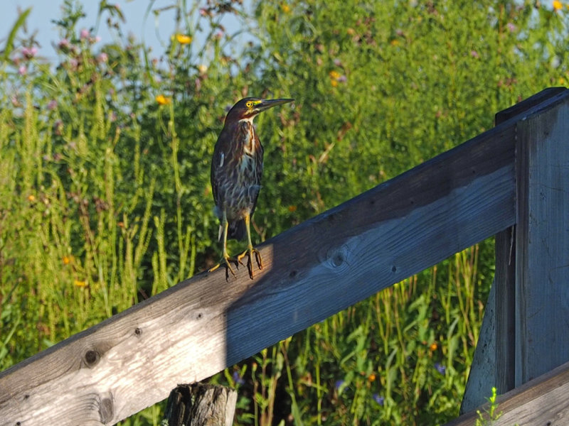 Butorides virescens (Ardeidae) / HRON VERT / Green Heron