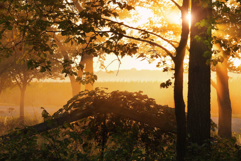 Pierre Joly PHOTOGRAPHE FocusNature
