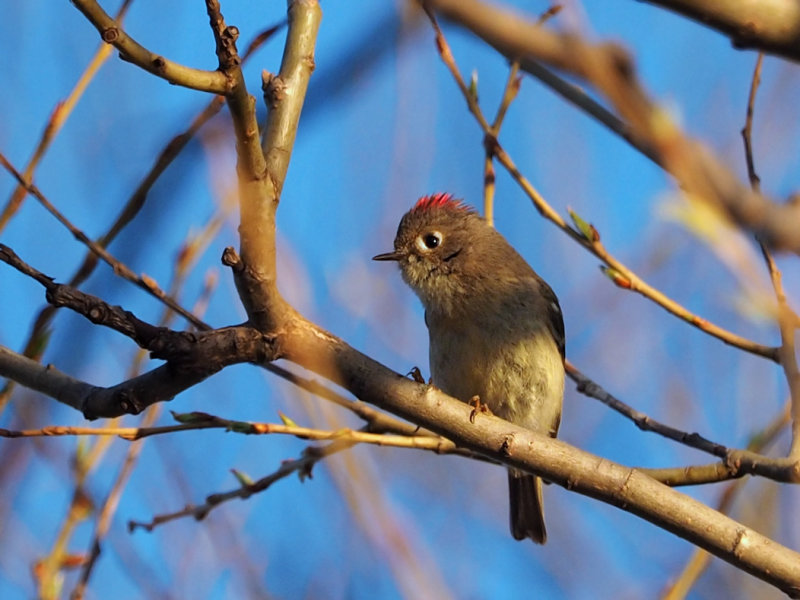 1 MAI 2019 / Roitelet couronne rubis