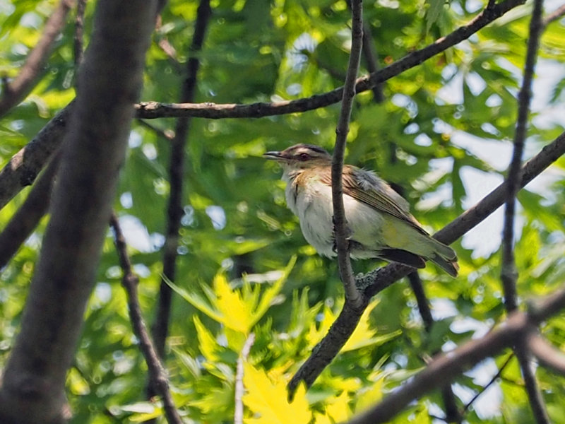 VIRO AUX YEUX ROUGES / RED-EYES VIREO