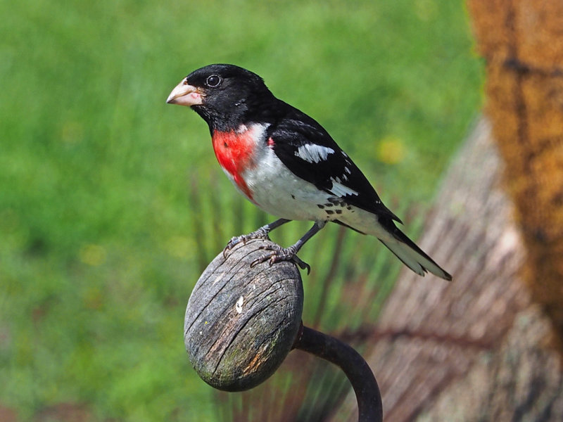 Cardinal p. rose (M)