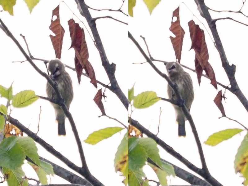 JASEUR DAMRIQUE (Jeune) / CEDAR WAXWING