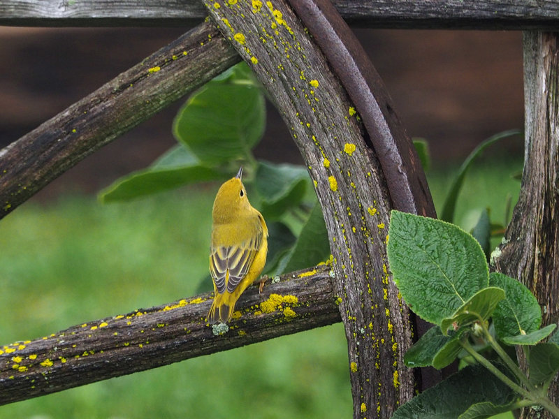 JAUNE / GRIS / VERT