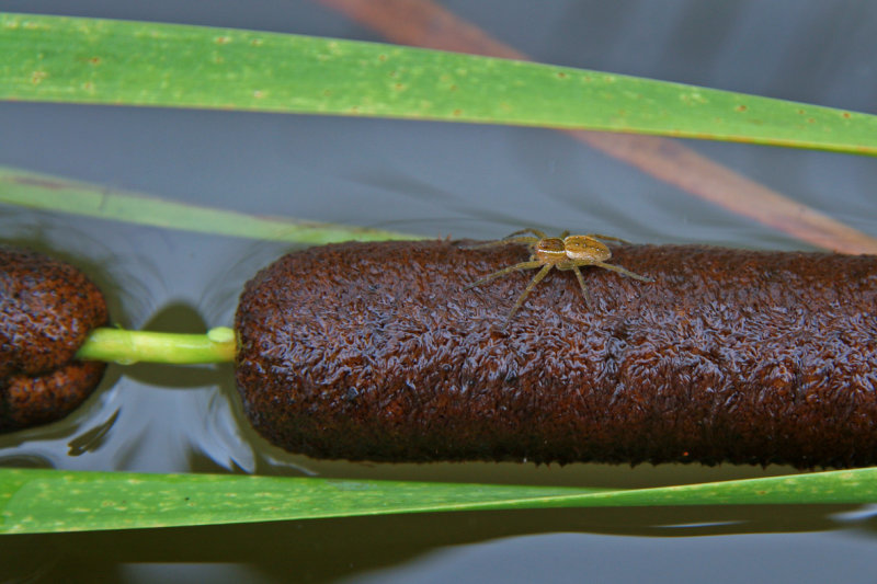 Dolomedes triton / Six-spotted Fishing Spider