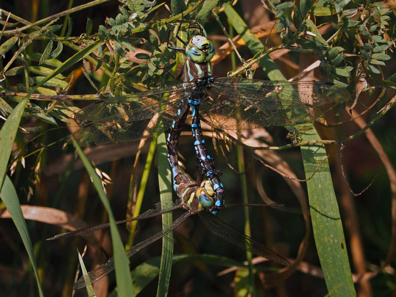 P9110536www.jpg