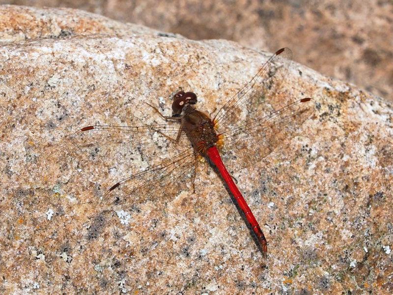 Symptrum (Tardif) rouge / Sympetrum costiferum / Saffron-winged Meadowhawk
