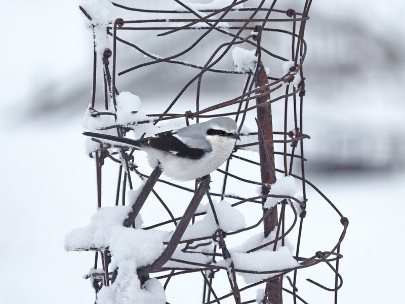 Pie griche grise / Great grey shrike /  Klapekster / Northern Shrike