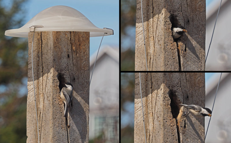 BLACK-CAPPED CHICKADEE / MSANGE  TTE NOIRE