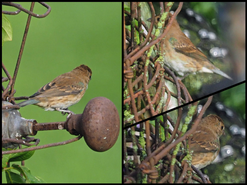 Passerin indigo