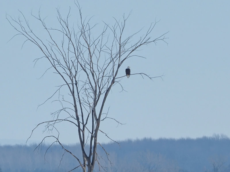 Bald Eagle / Pygargue  tte blanche regarde  droite...