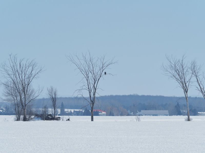 Pygargue  tte blanche / Bald Eagle /... photos suivantes zoomes sur capteur 50 Mpix