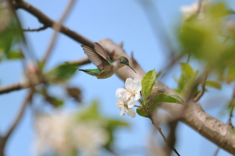 Colibri-gorge-rubis (F)