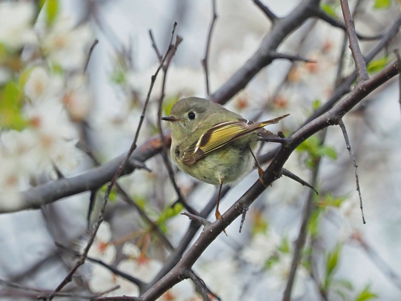 Roitelet  couronne rubis (Ruby-crowned Kinglet)