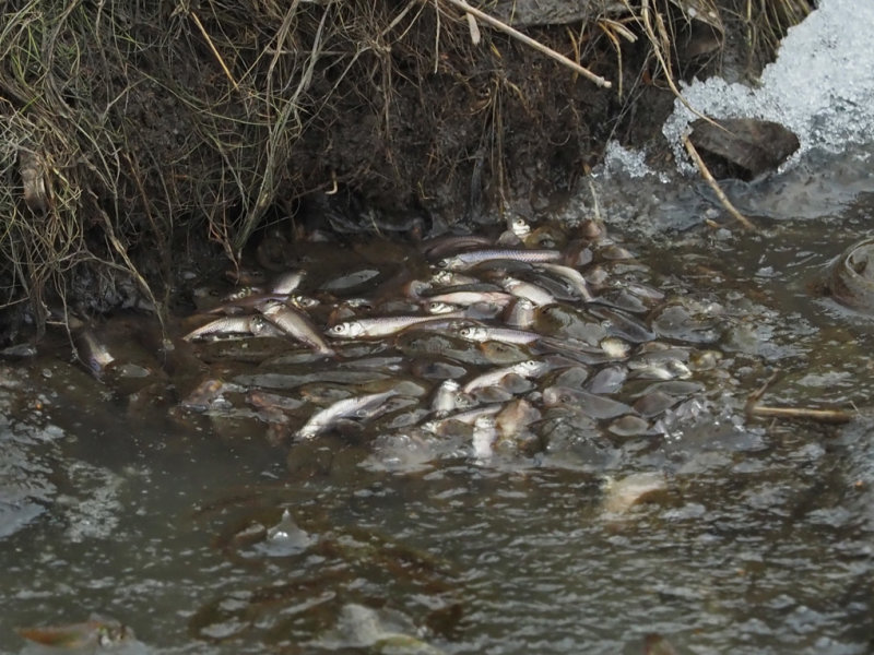 FISH & CHEEP...