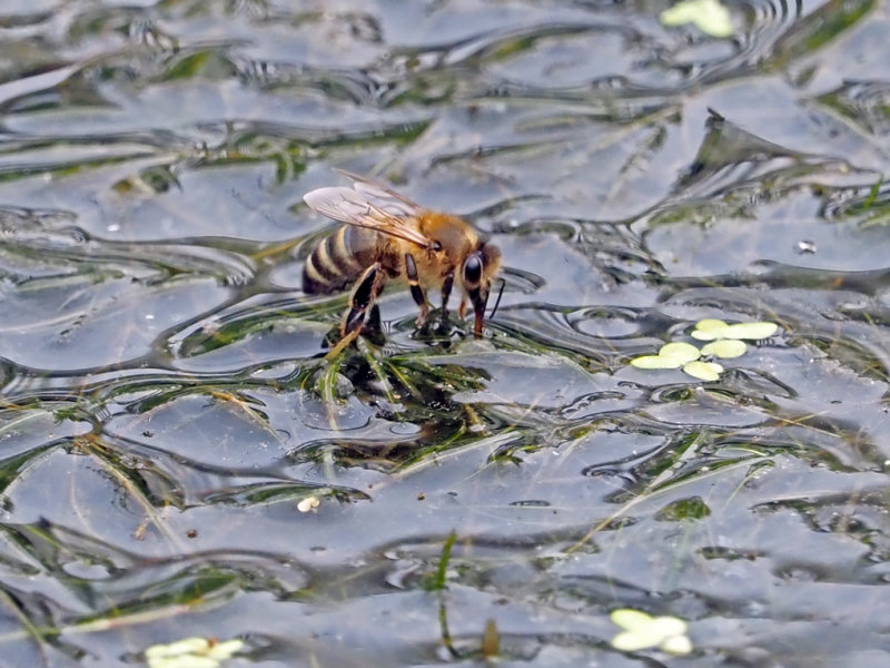 Abeille / Bee