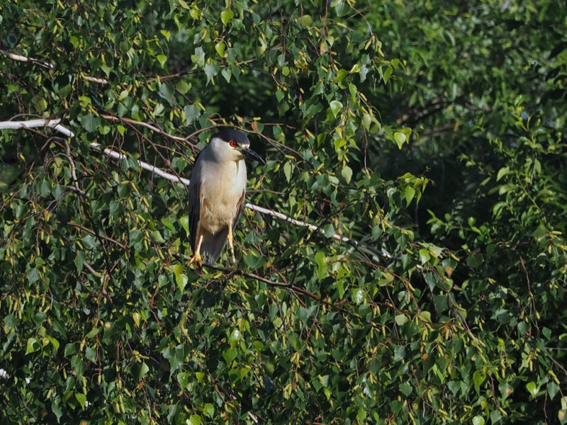 BIHOREAU GRIS / Black crowned night heron