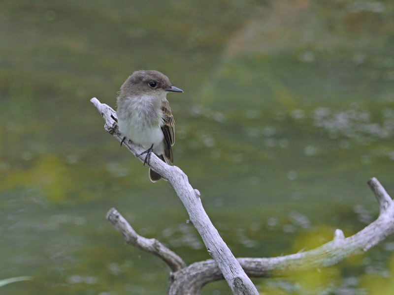 Eastern phoebe / Moucherolle Phbi