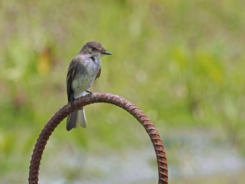 Sayornis phoebe / Moucherolle phbi / Eastern phoebe
