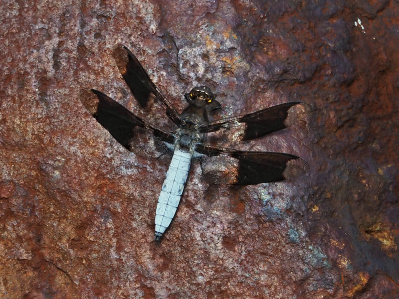 La lydienne / Common Skimmer (Plathemis lydia)