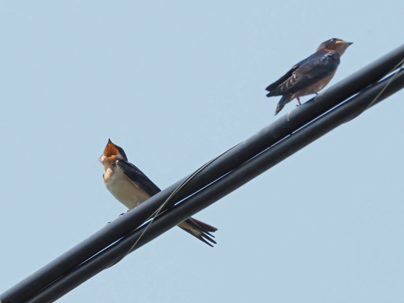 HIRONDELLE RUSTIQUE / BARN SWALLOW / Aout 2021