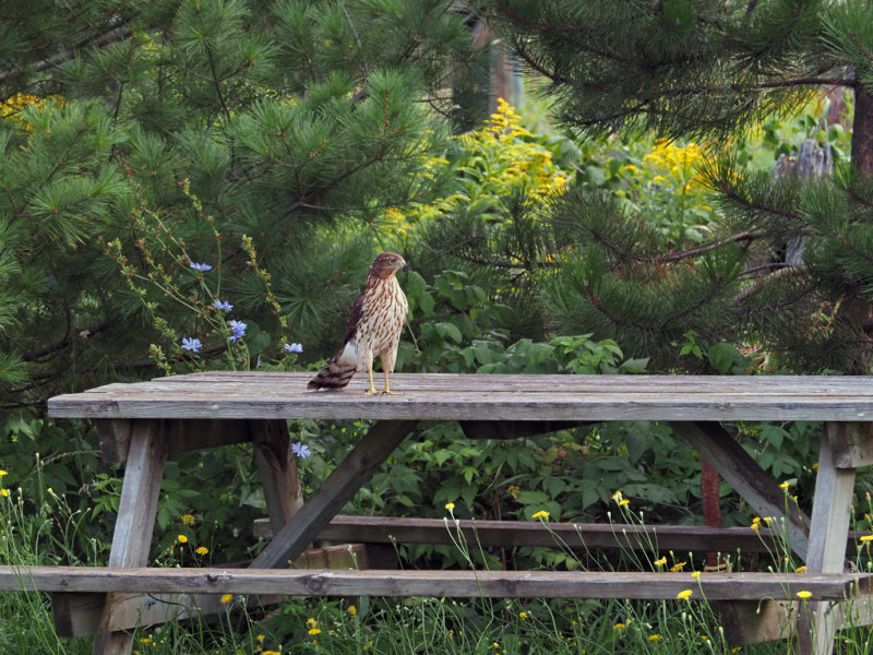 Coopers Hawk / pervier de Cooper