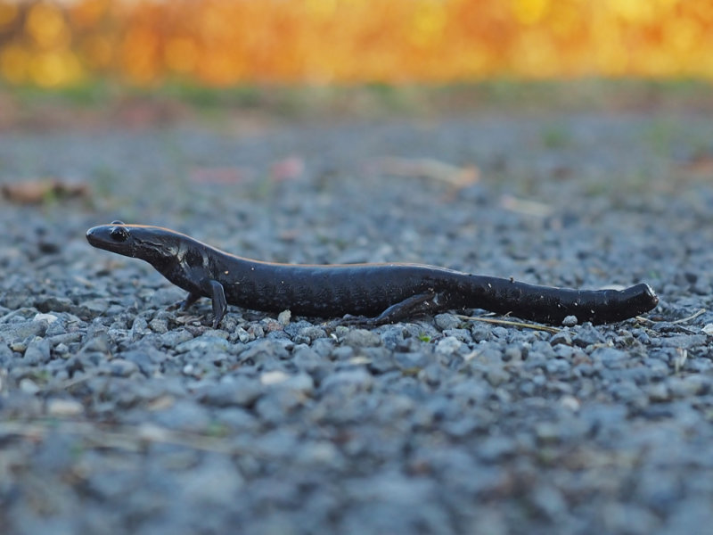 Ambystoma laterale-texanum / Salamandre  points bleus / 2 / Nov / 2021  Lco-Lot